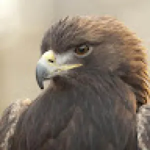 يسرى السيد