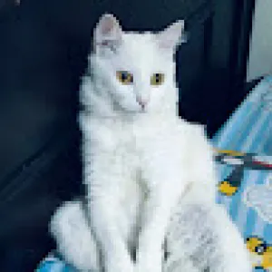 Tamtam Ali
