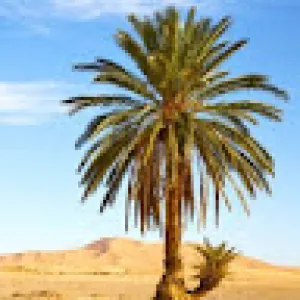 نيشان