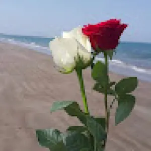 H Nourim