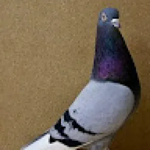 Si Mohamed Chtar 8