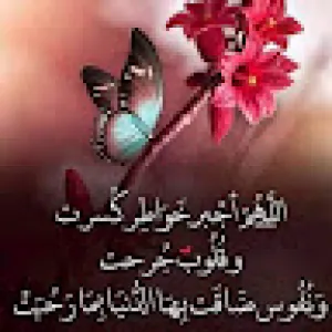 Nor el habib