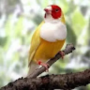 محمد نزار درعطاني 1