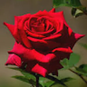 Rayan Mohamad