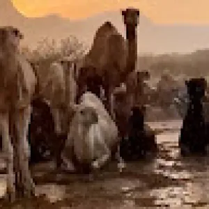 عبدالله الحربي 1