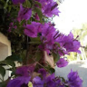 عطور راقية نسائية