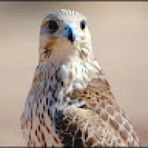 طيب الفأل طيب الفأل