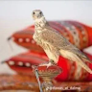 Abosef Alhewaty