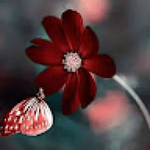 zayna Rose88 Rose88