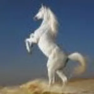 ولى لى مرحبا