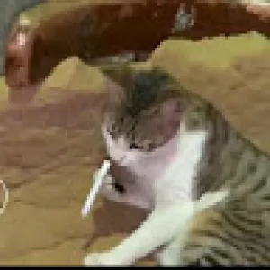 مؤمن شاور
